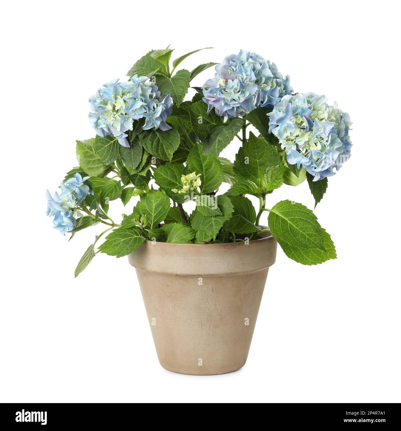 Beautiful potted hortensia plant with light blue flowers isolated on white Stock Photo