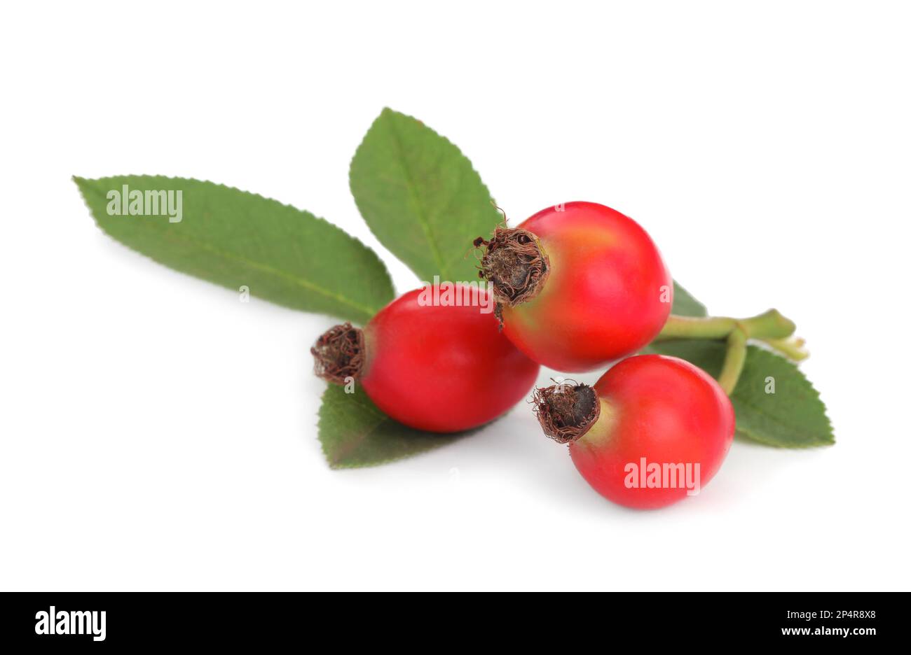 Ripe rose hip berries with leaves on white background Stock Photo - Alamy