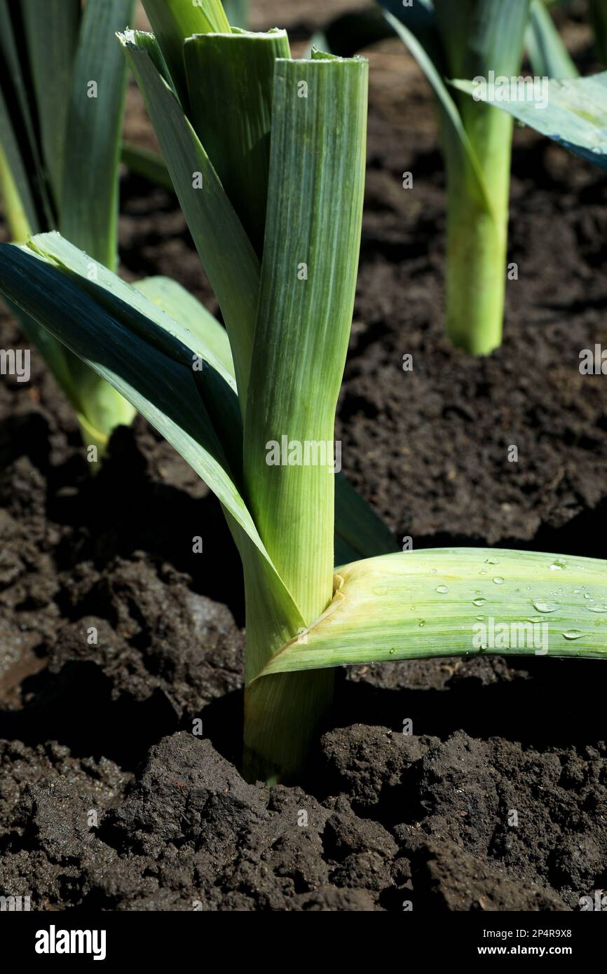 Fresh green leek growing in field on sunny day Stock Photo