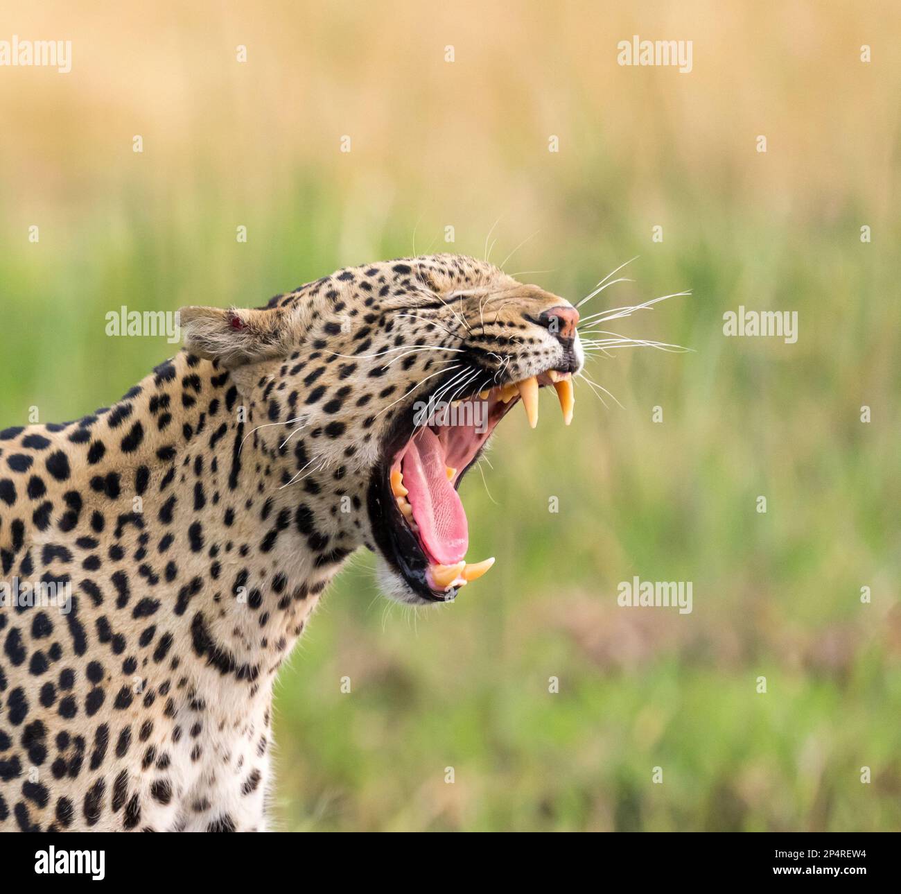Leopard with wide open mouth yawning in Botswana Khwai Stock Photo