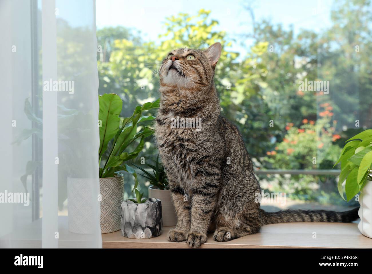 Cute tabby cat on window sill indoors Stock Photo - Alamy