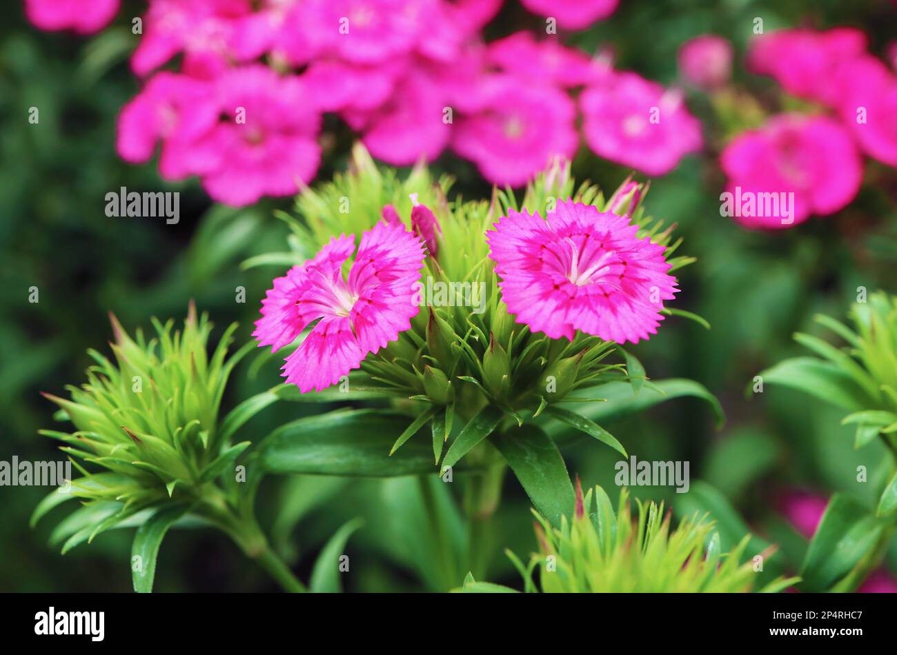 A Pair of Stunning Dianthus Seguieri or Sequier's Pink Flowers Growing in the Garden Stock Photo