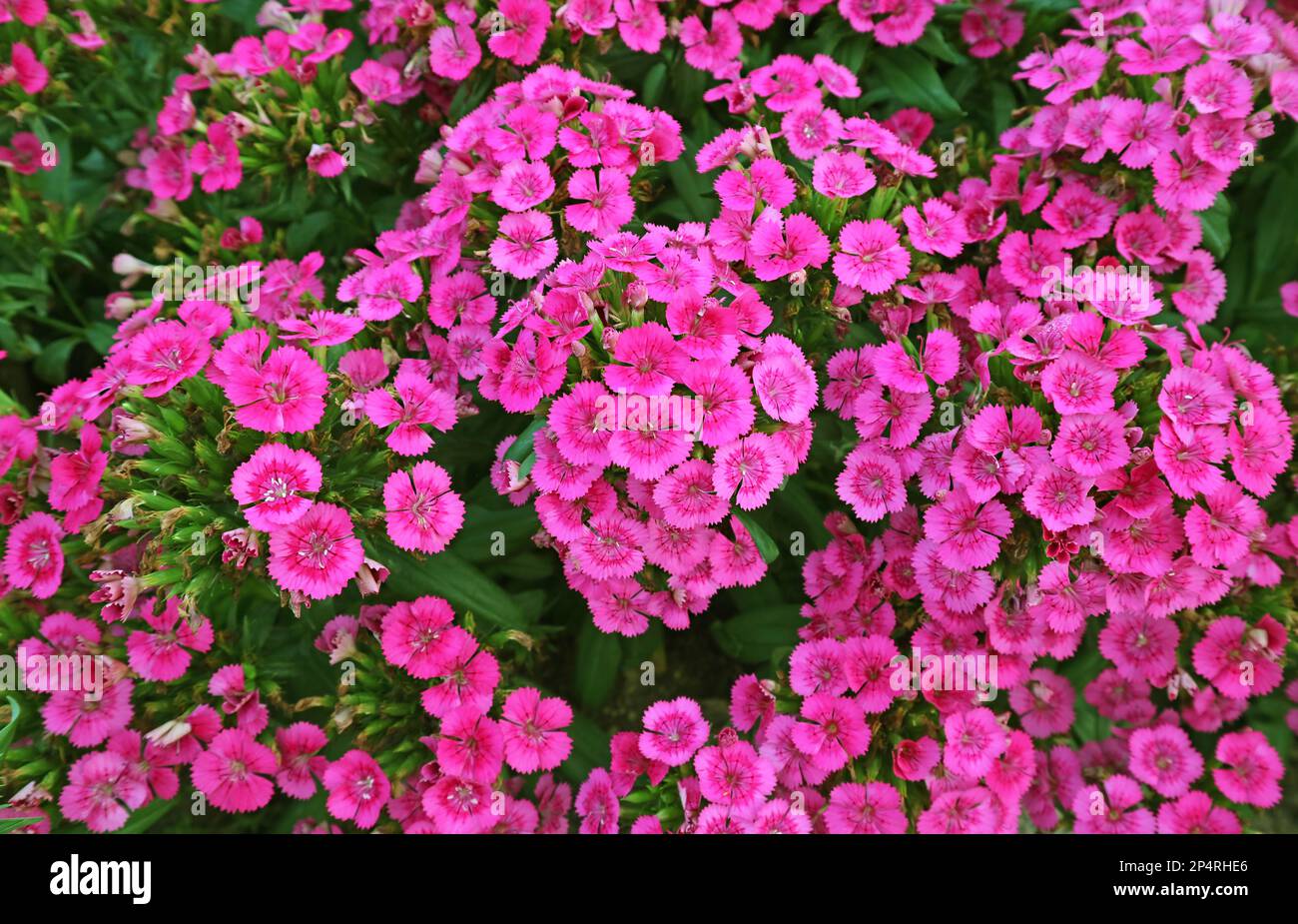 Bunches of Eye Catching Blossoming Dianthus Seguieri or Sequier's Pink Flowers Stock Photo