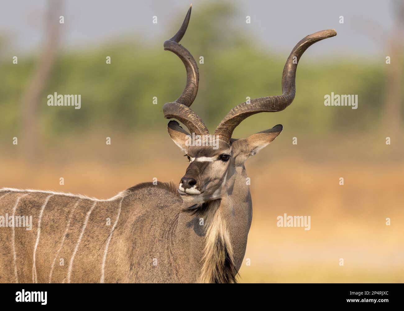 Big male Kudu (Strepsiceros) portrait with creamy background in botswana Stock Photo