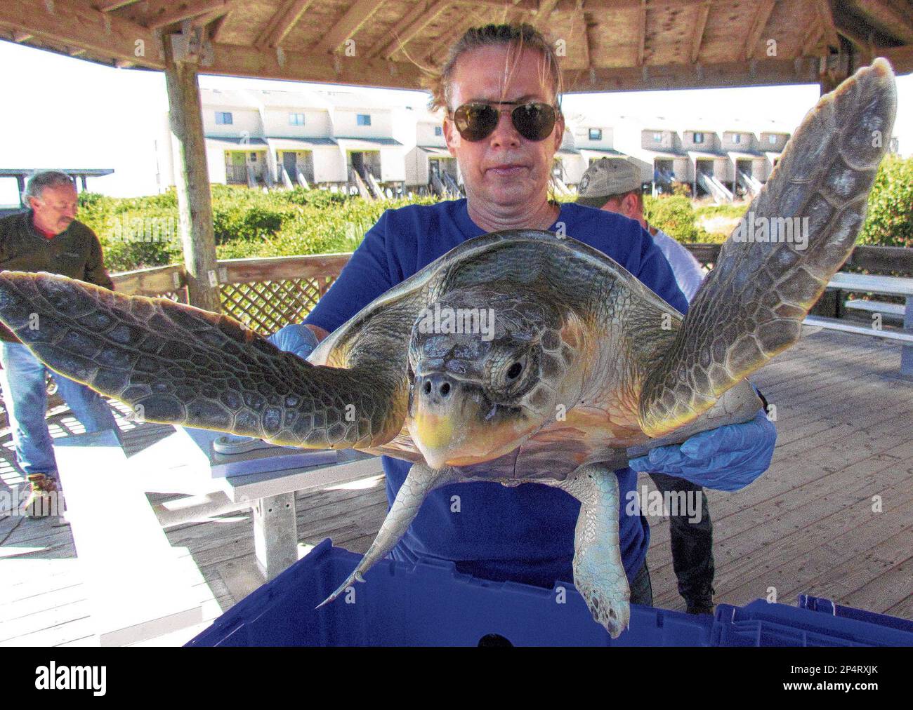 Florida Ridley Turtle Julia Cunningham helps release six critically endangered Kemp’s Ridley ...