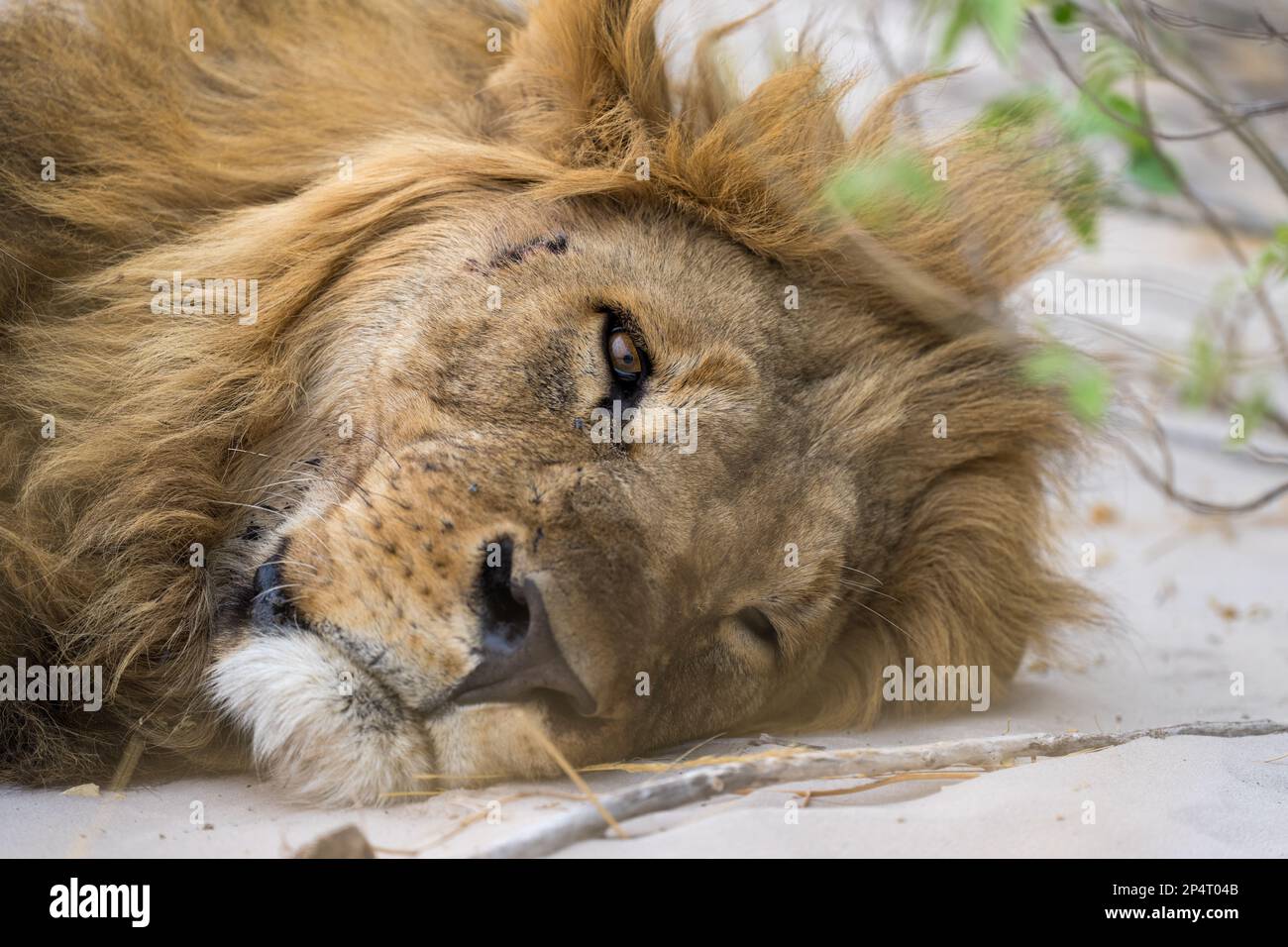 Male Lion laying down lazy on the ground looking into the camera