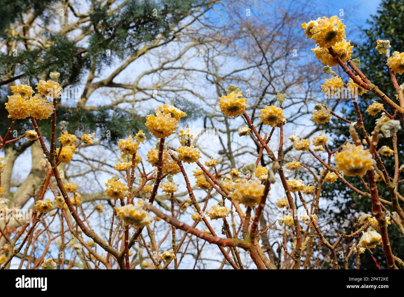 Yellow Edgeworthia chrysantha 'grandiflora' in bloom during the winter months Stock Photo