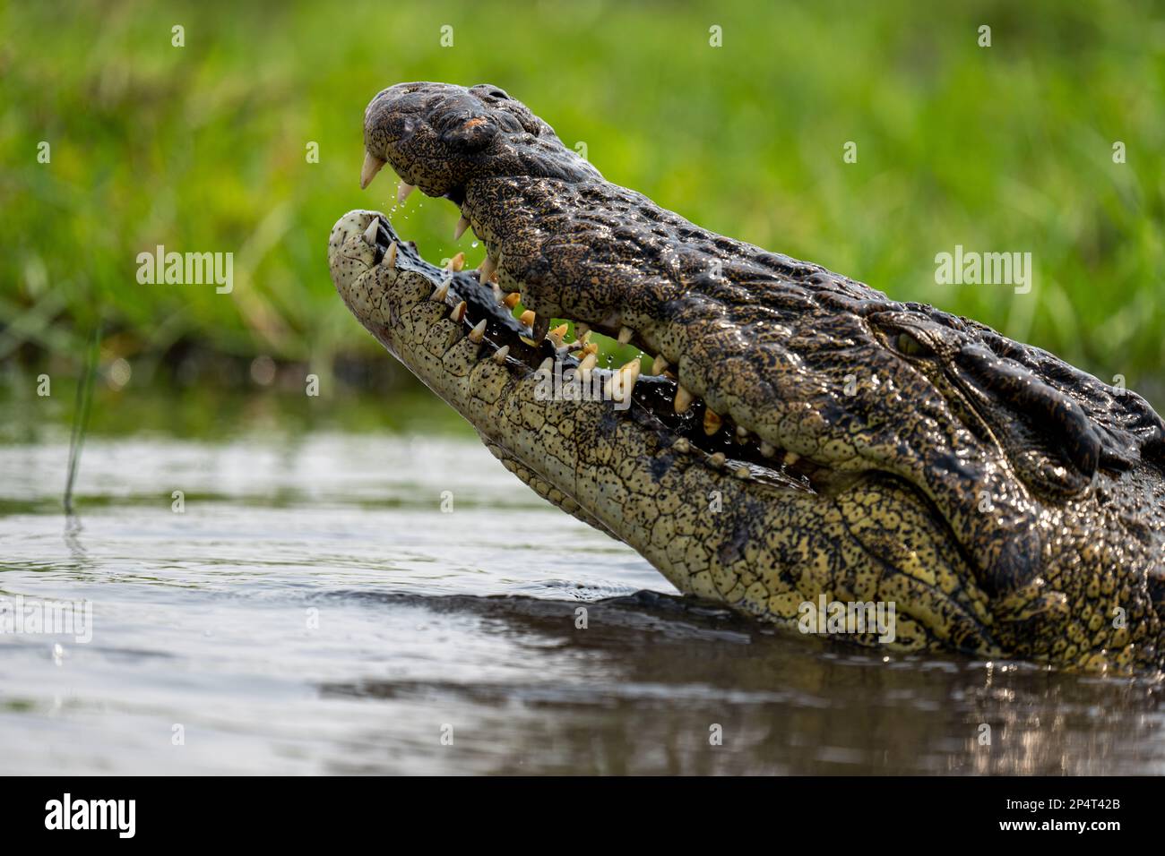 Crocodile head out of water with slightly opened mouth surrounded by green gras and water in botswana chobe river Stock Photo