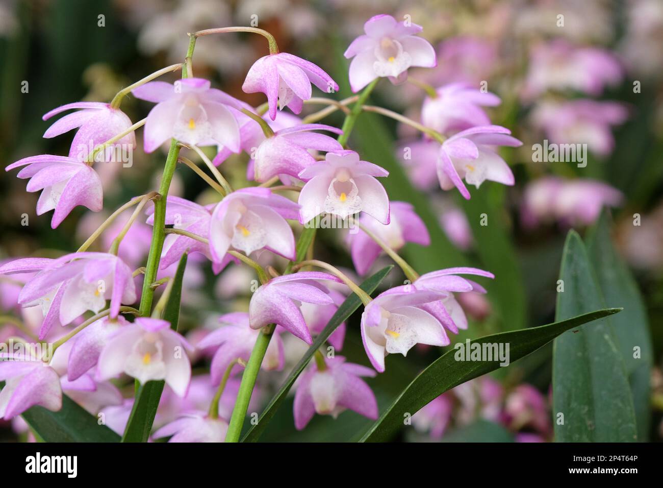 Dendrobium Bardo Rose orchid in flower. Stock Photo
