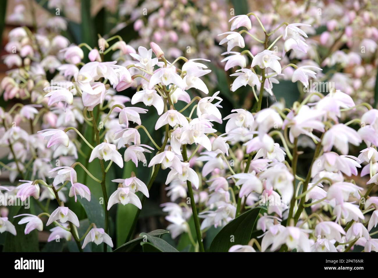 Dendrobium Gillian Leaney Alba orchid in flower. Stock Photo