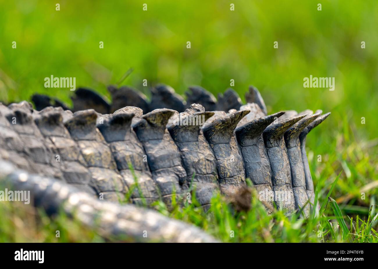 Crocodile Tail closeup in green gras in botswana chobe river Stock Photo