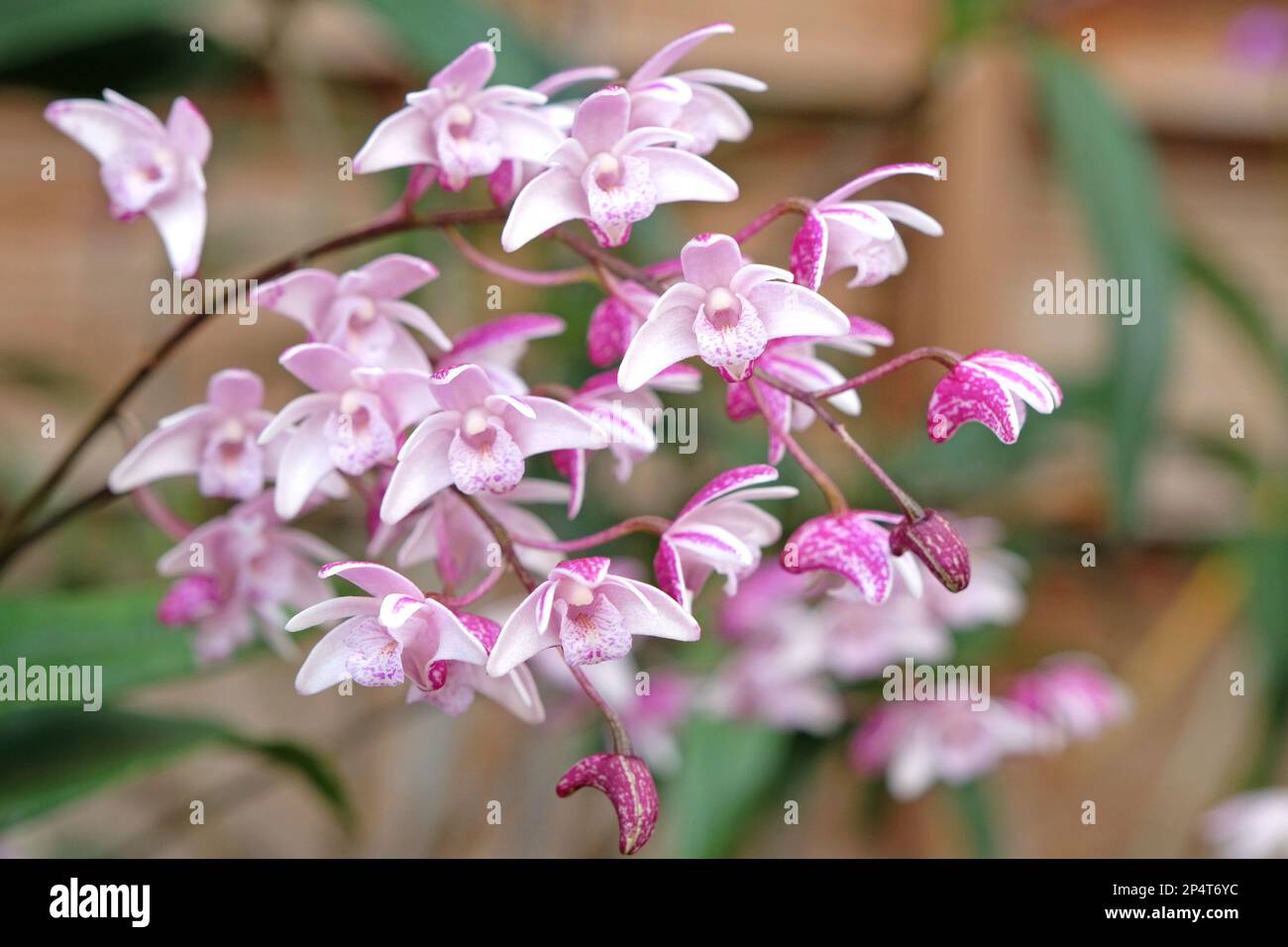Dendrobium suffusum orchid in flower. Stock Photo