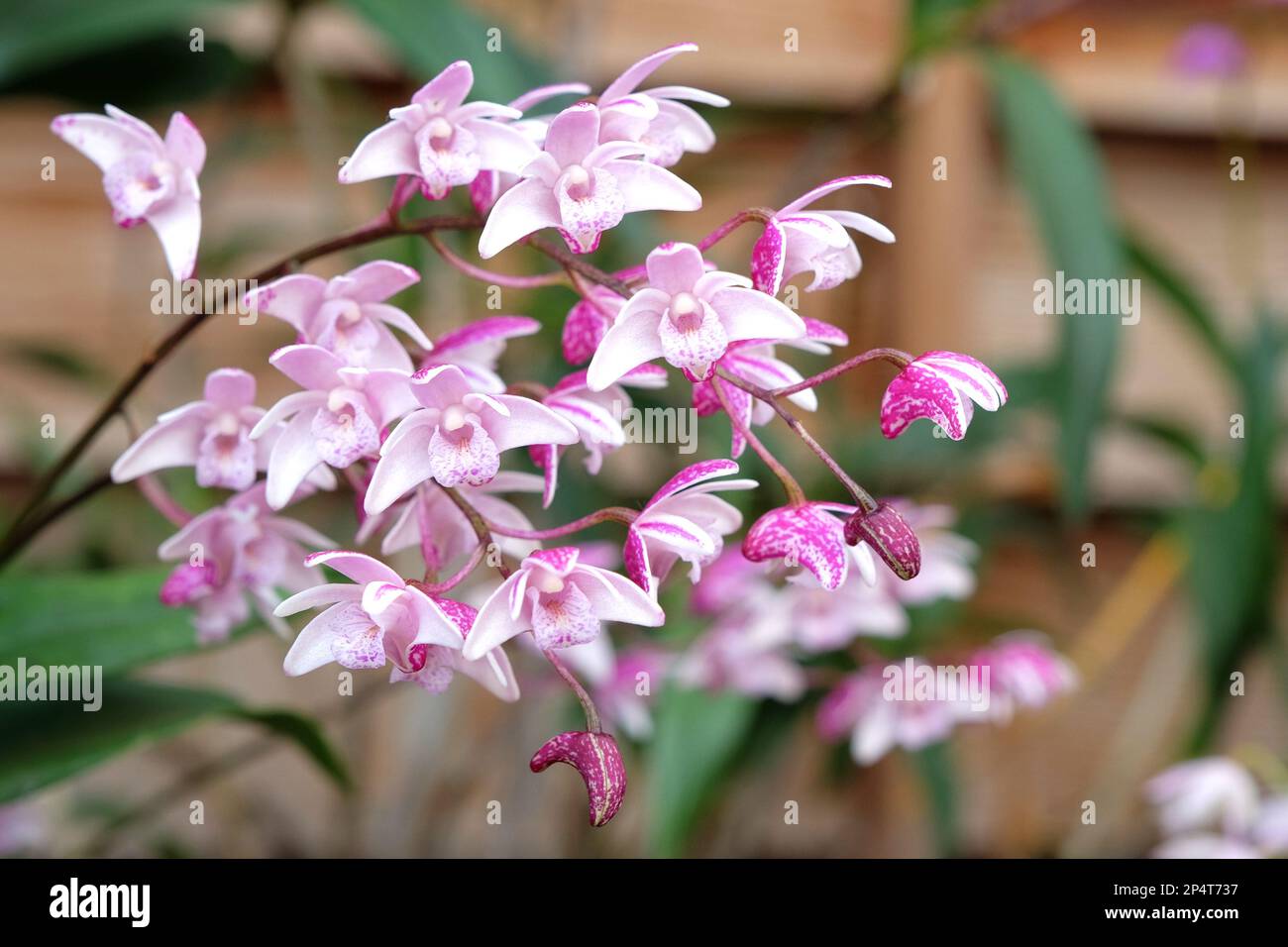 Dendrobium suffusum orchid in flower. Stock Photo