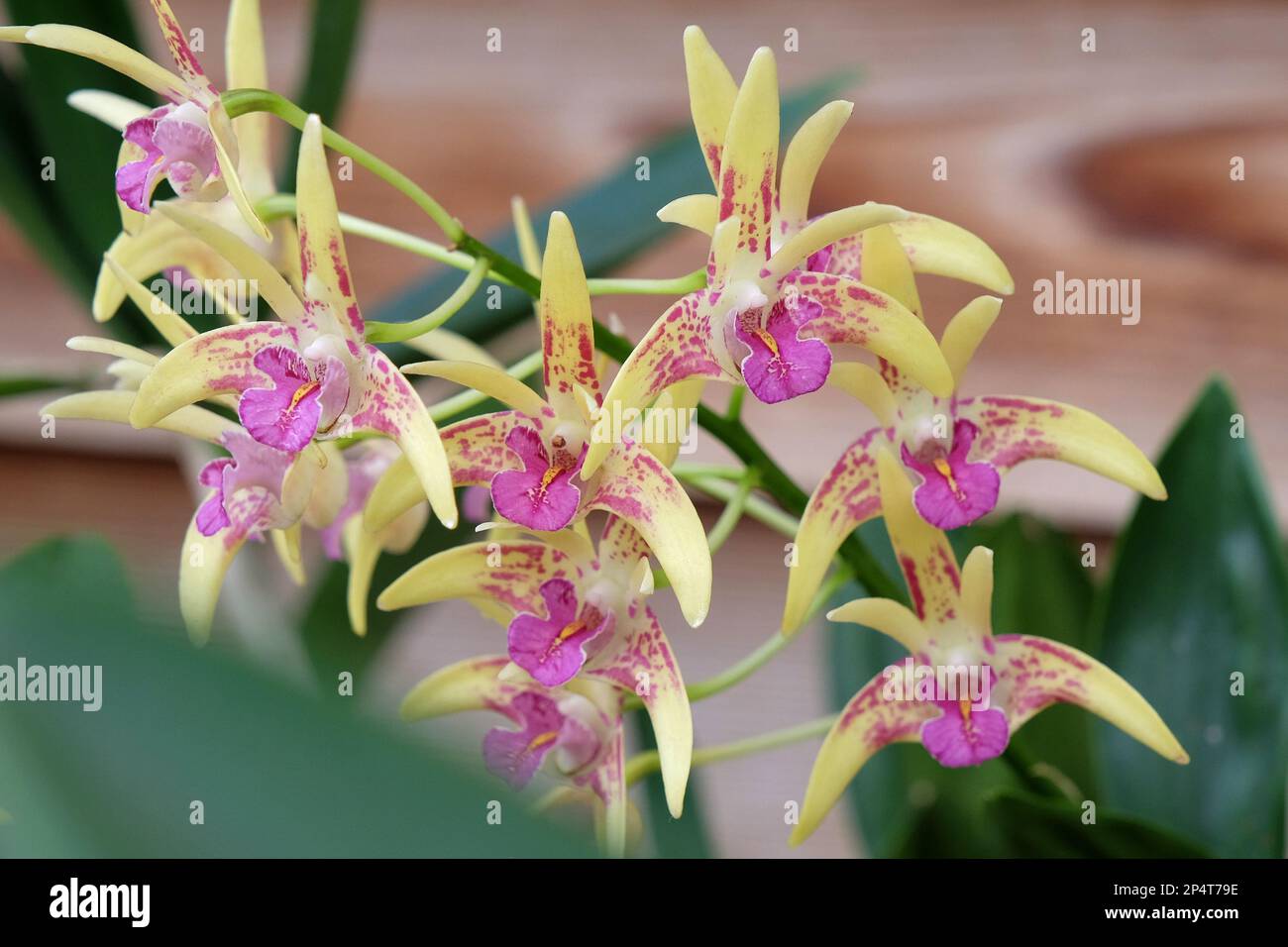 Dendrobium Australian Artist orchid in flower Stock Photo Alamy