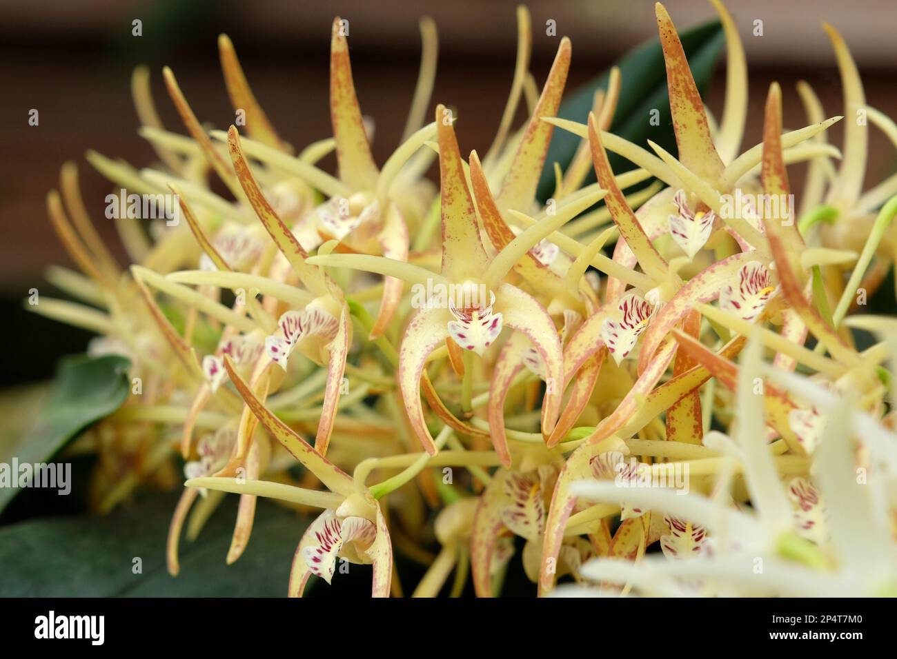 Dendrobium Hilda Poxon orchid in flower. Stock Photo