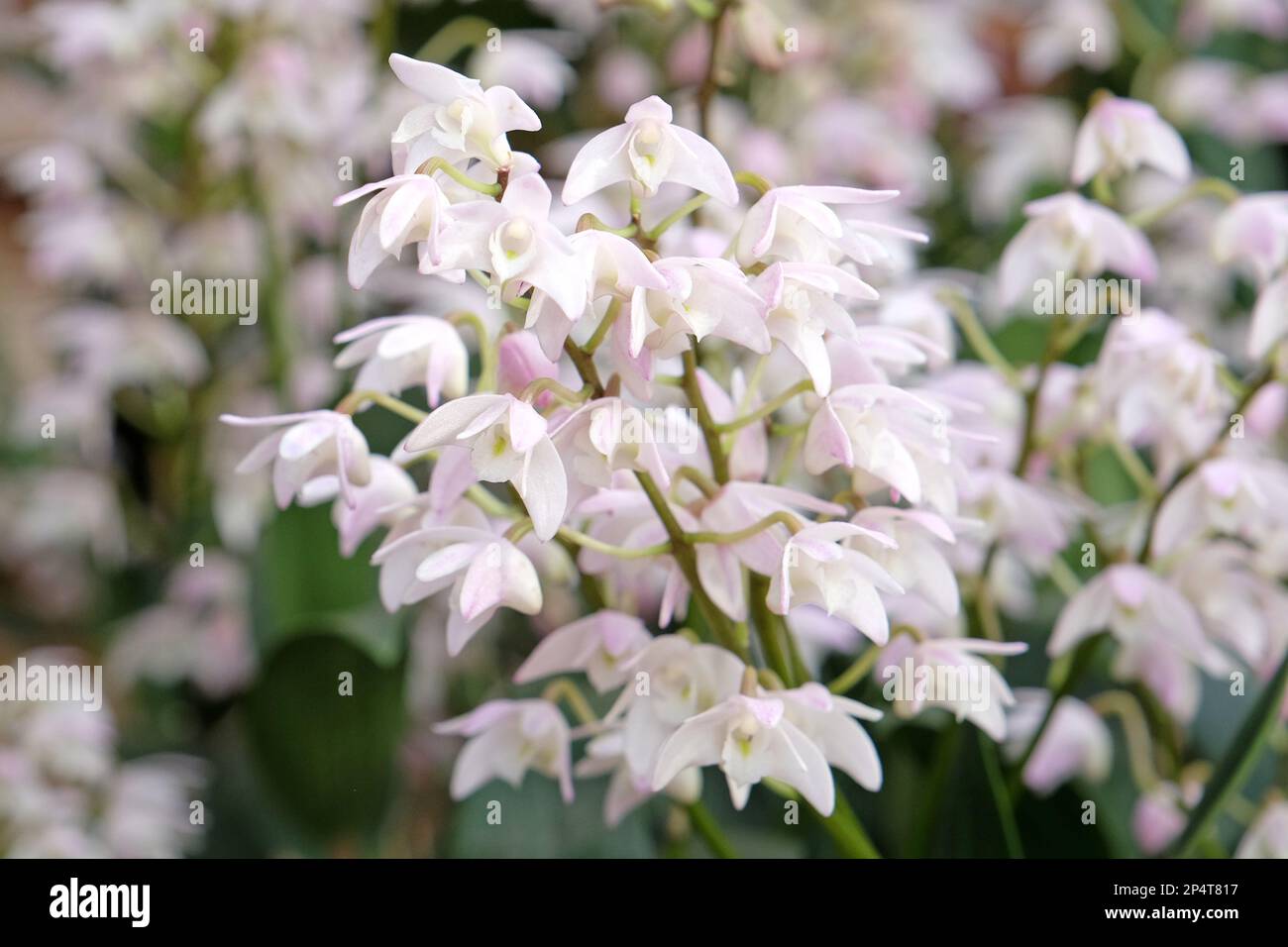 Dendrobium Gillian Leaney Alba orchid in flower. Stock Photo