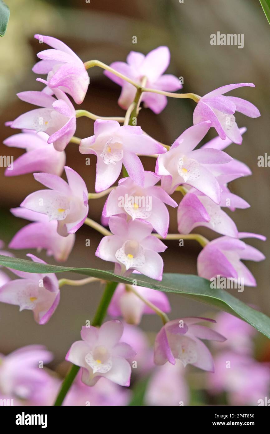 Dendrobium Bardo Rose orchid in flower. Stock Photo