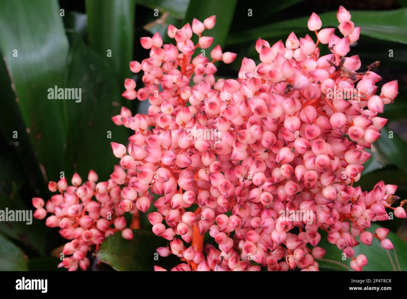 The pink berries of the Aechmea ramosa plant. Stock Photo