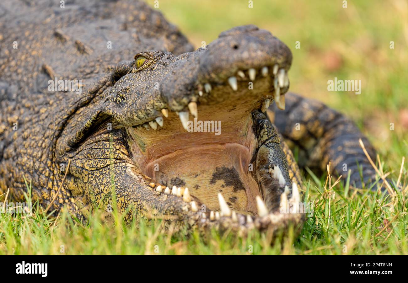 Crocodile laying close to chobe river with open mouth and open eyes in botswana Stock Photo