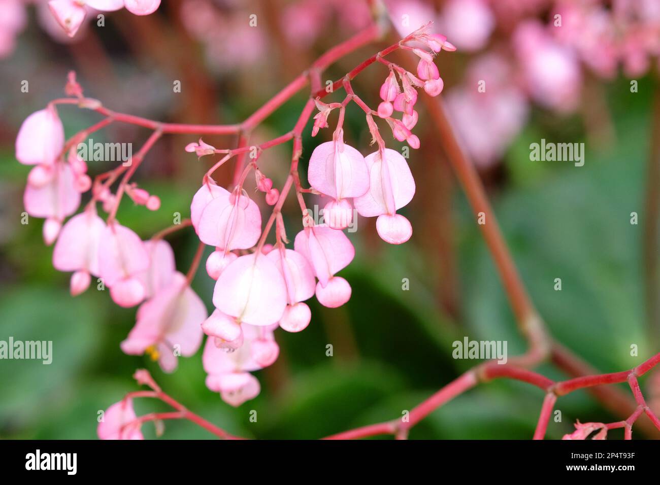 Angel wing begonia hires stock photography and images Alamy