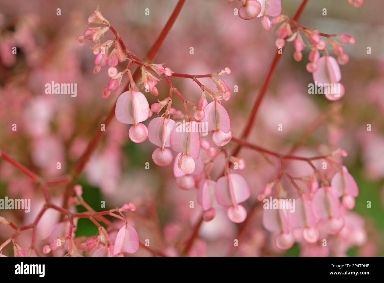 Pink Scarlet begonia in flower Stock Photo