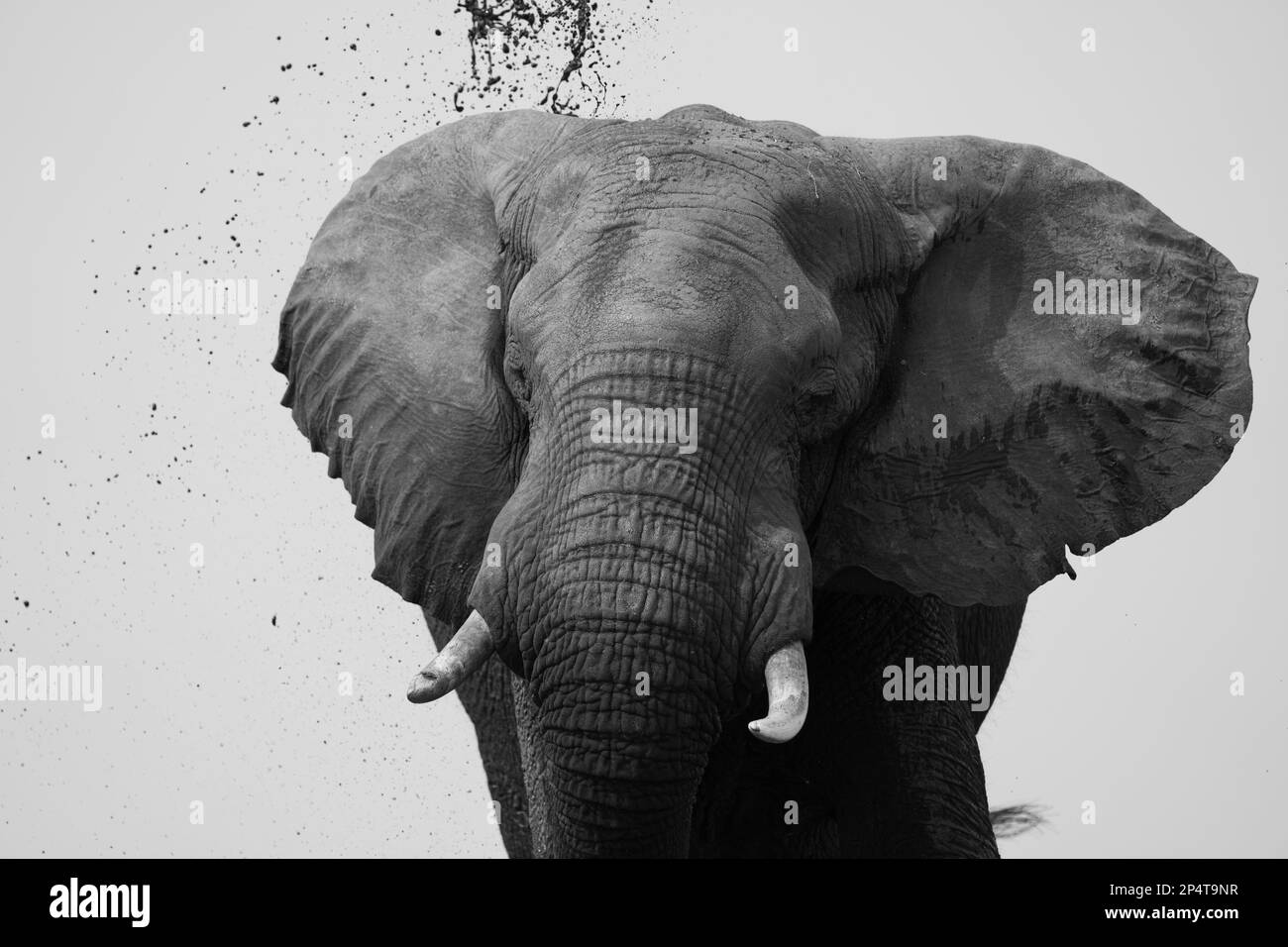 Elephant black and white throwing mud on his back at choke river in