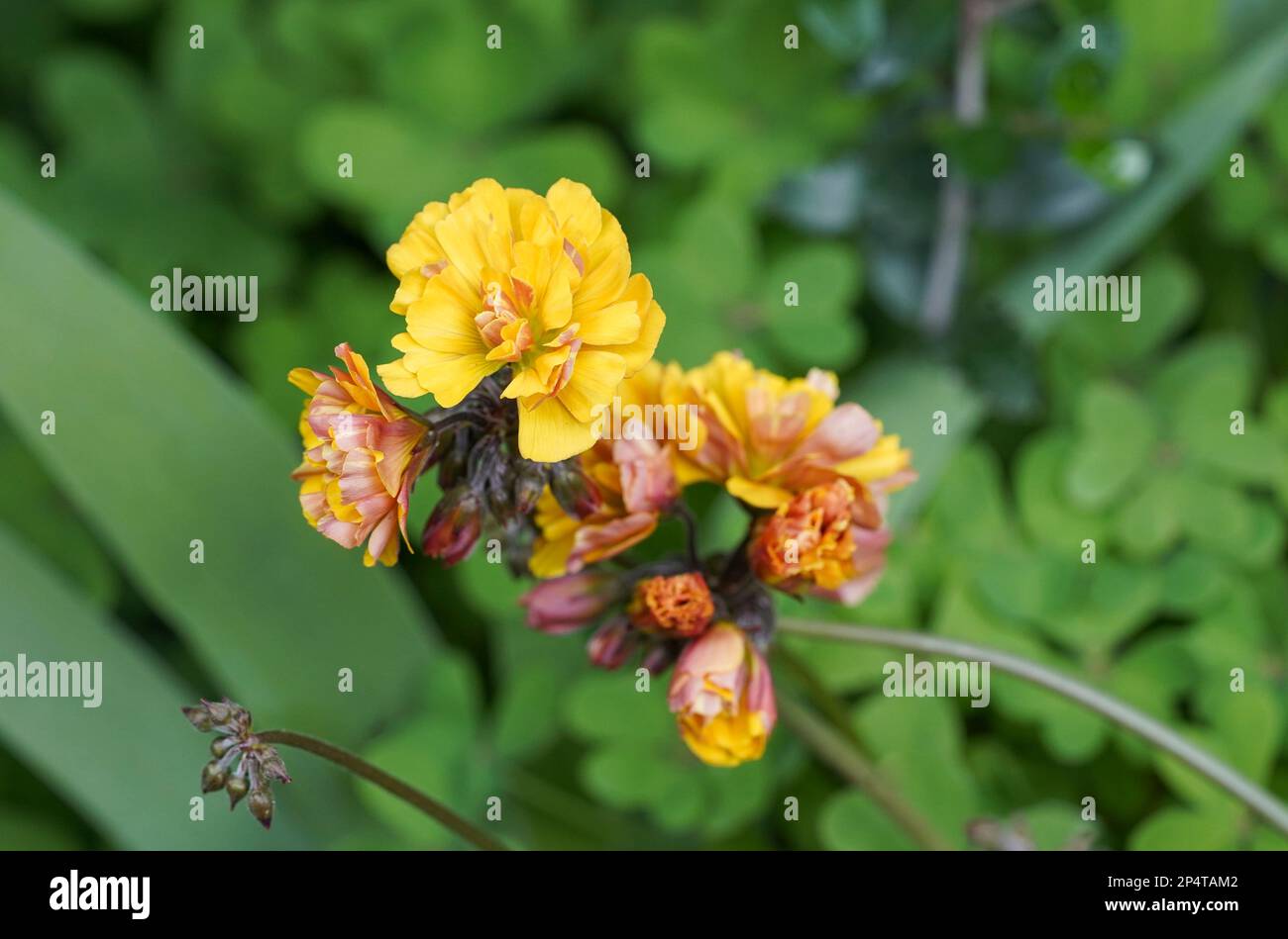 Bermuda buttercup, plant, flowering, Oxalis pes-caprae f. var. pleniflora, Spain. Stock Photo