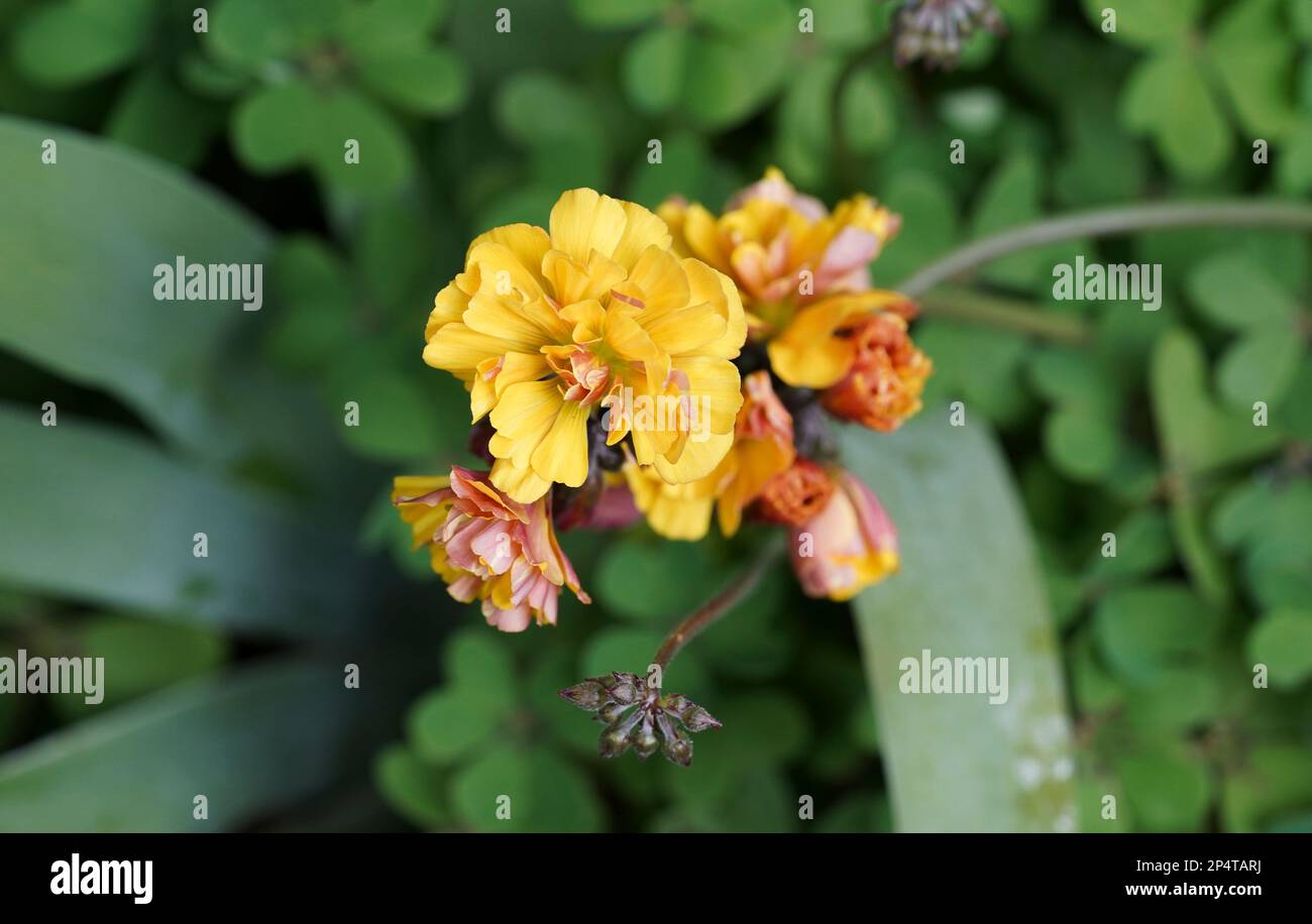 Bermuda buttercup, plant, flowering, Oxalis pes-caprae f. var. pleniflora, Spain. Stock Photo