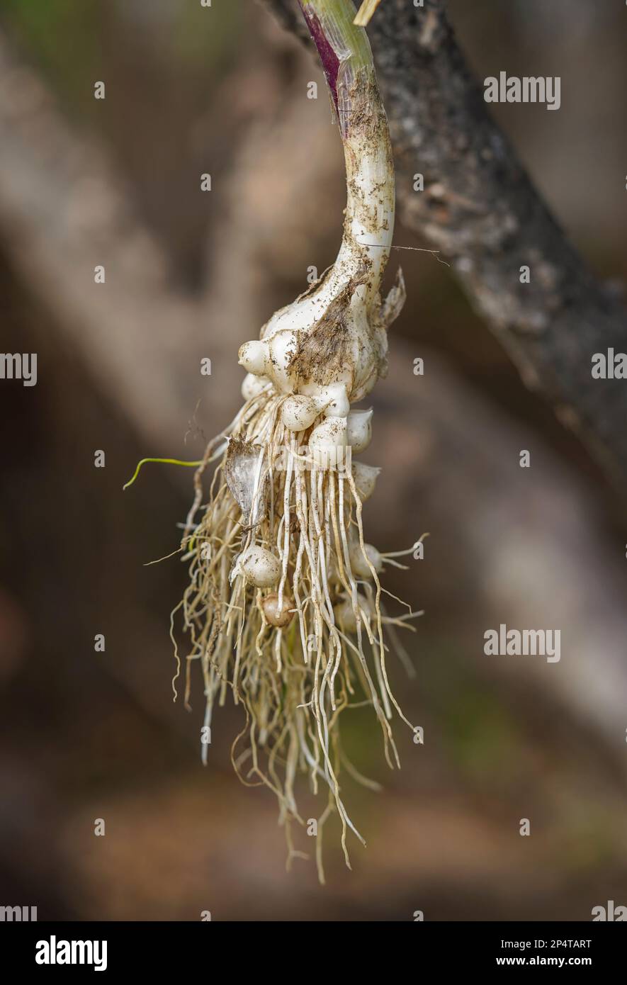Garlic plant with nodules on roots. Stock Photo