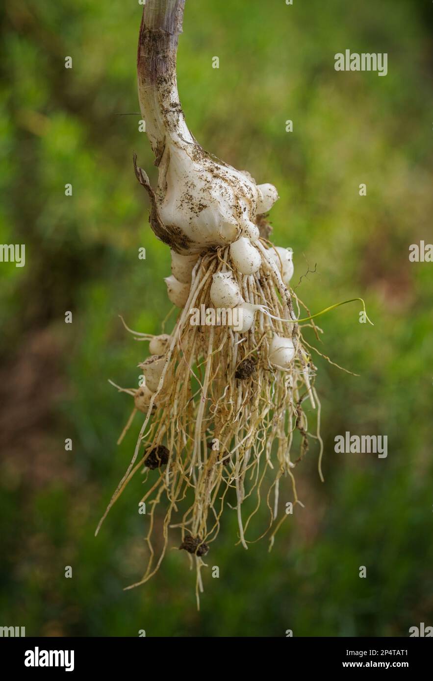 Garlic plant with nodules on roots. Stock Photo