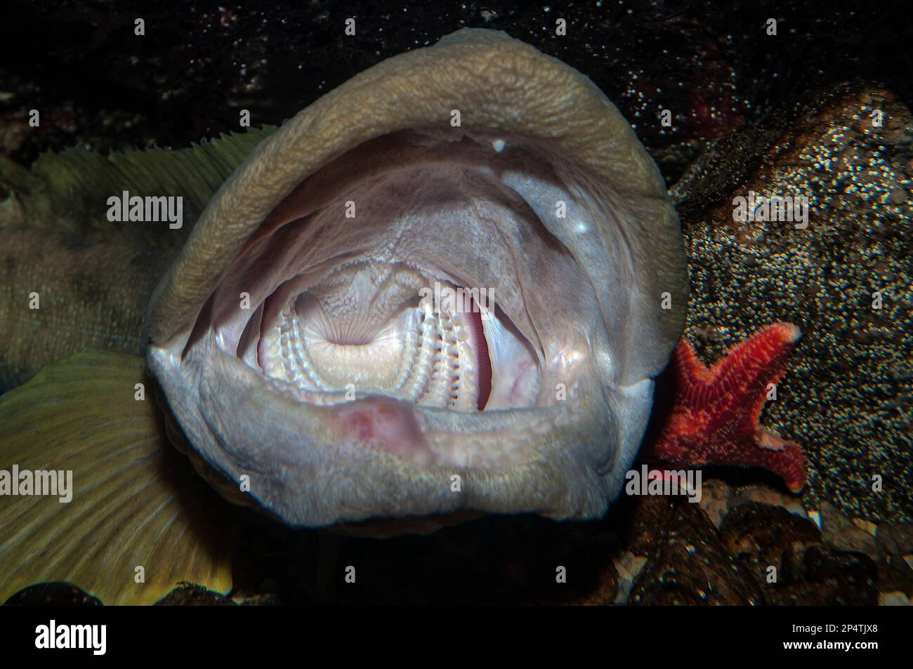 Ocean Pout mouth open wide close-up Stock Photo