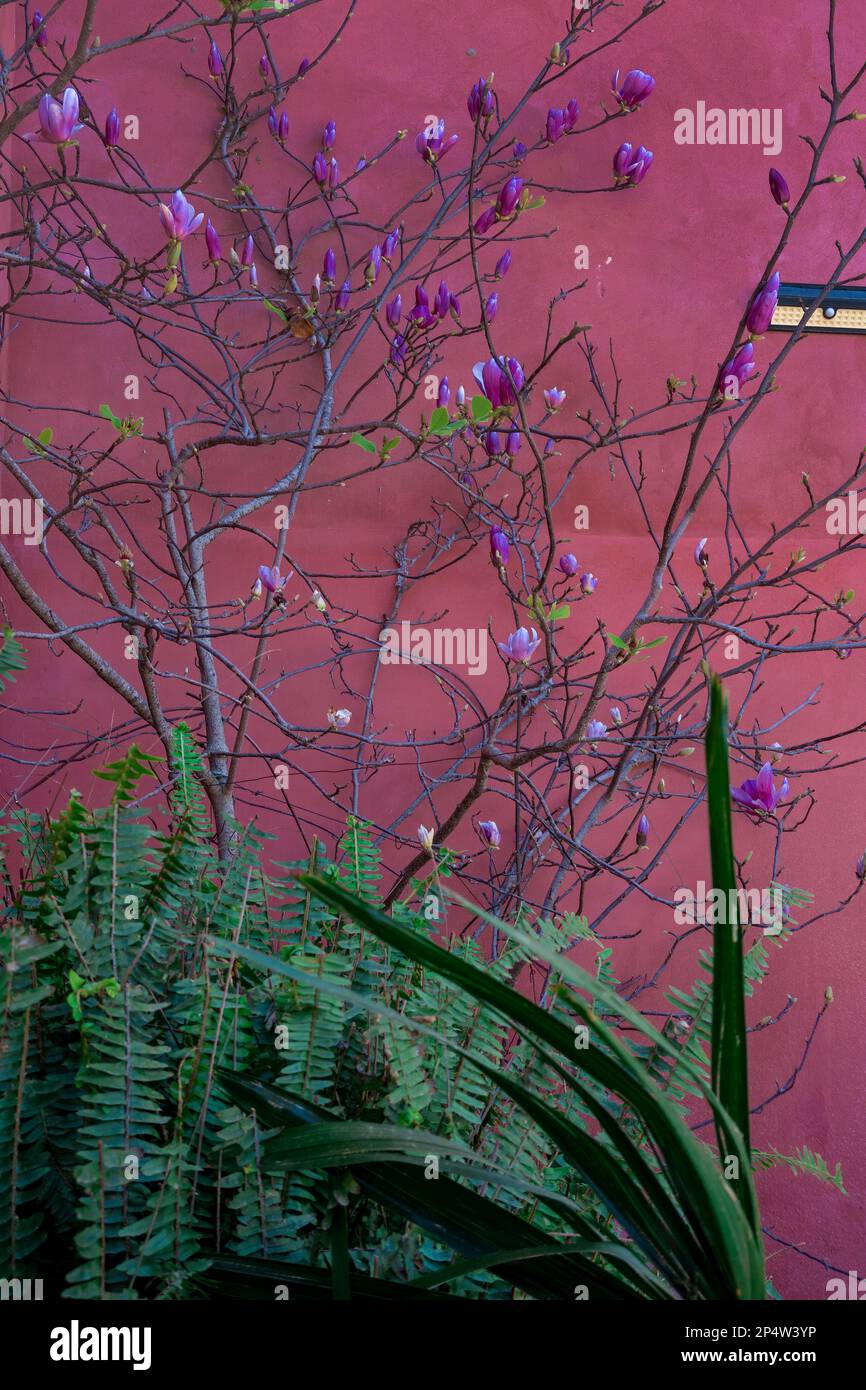 Nature background. Garden with plants and branches with purple flowers Stock Photo