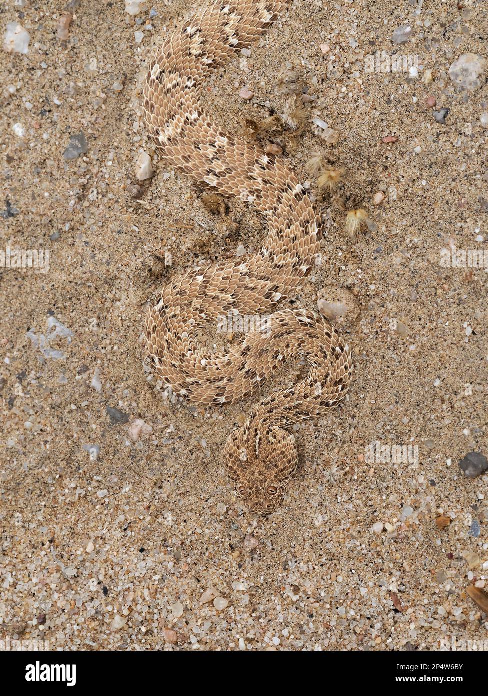 Peringuey’s Adder ( Bitis peringueyi) resting on sand, Swakopmund, Namibia, January Stock Photo