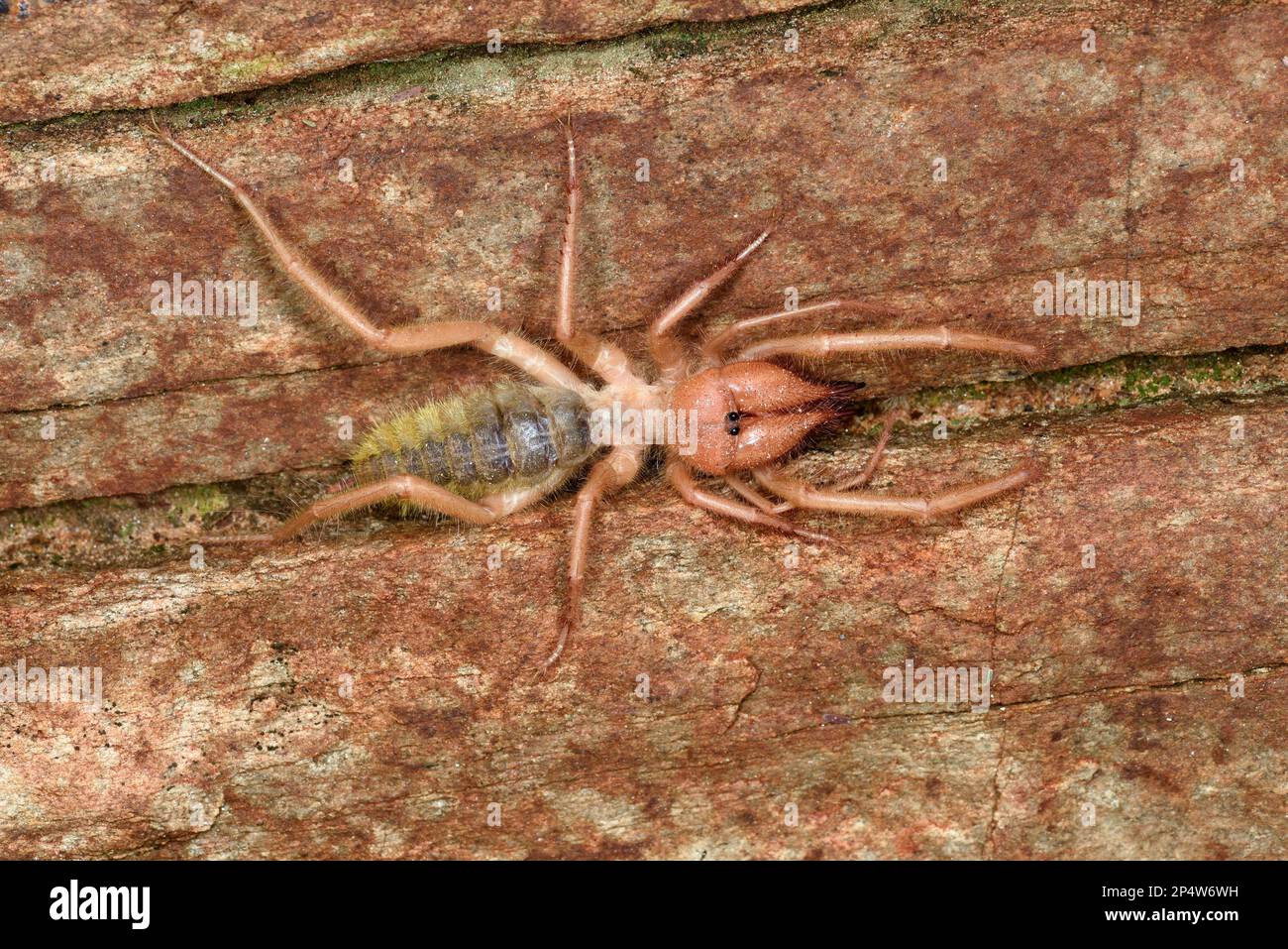 Solifuge or Camel Spider ( Solifugae) adult resting on rock, Windhoek, Namibia, January Stock Photo