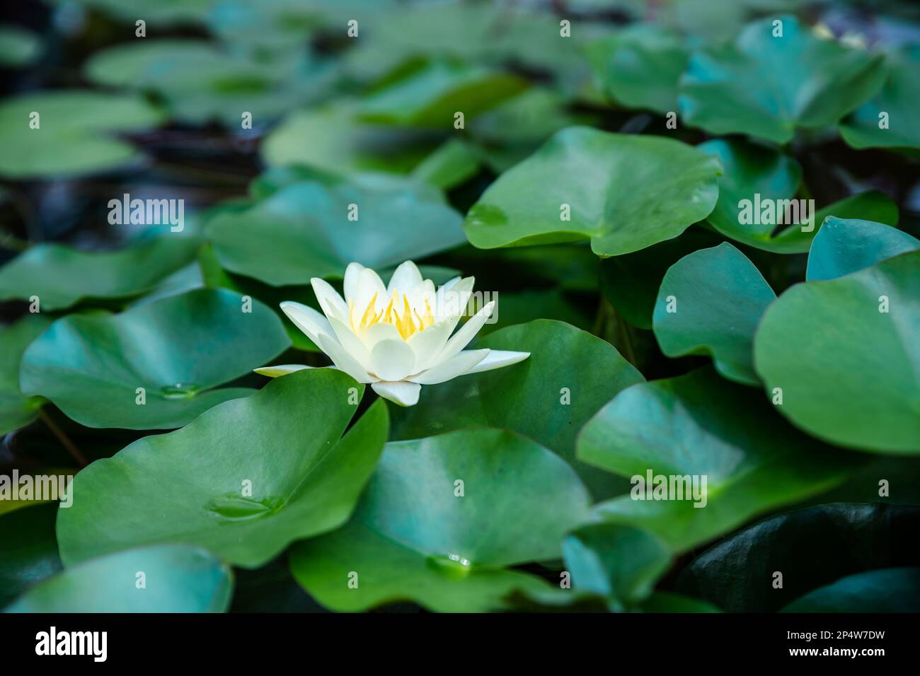 lotus flower , white flowers, water lilies, water background .aquatic