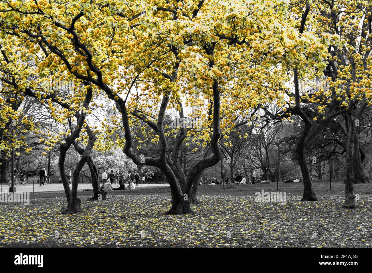 Yellow blossoms blooming in black and white forest of trees in Central