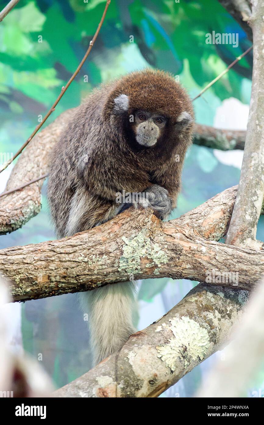 Callicebus donacophillus hi-res stock photography and images - Alamy