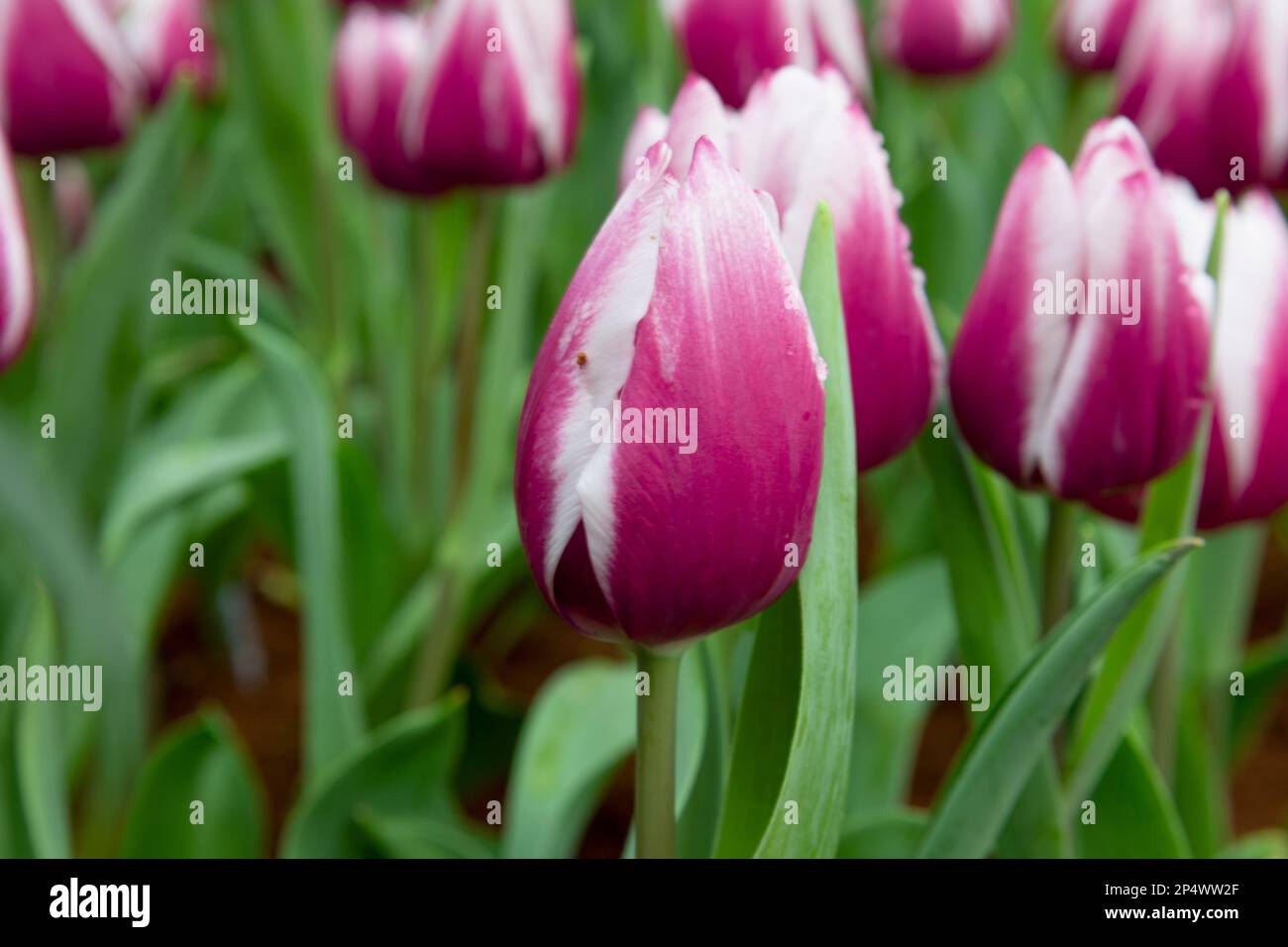 Bright and colorful flowerbed of Purple white Tulip Stock Photo