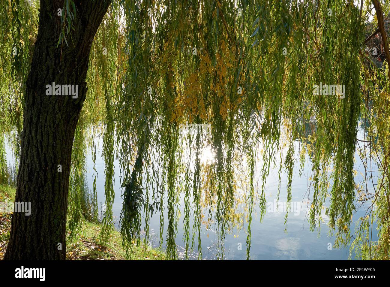 Weeping willow with long green branches over the calm river water