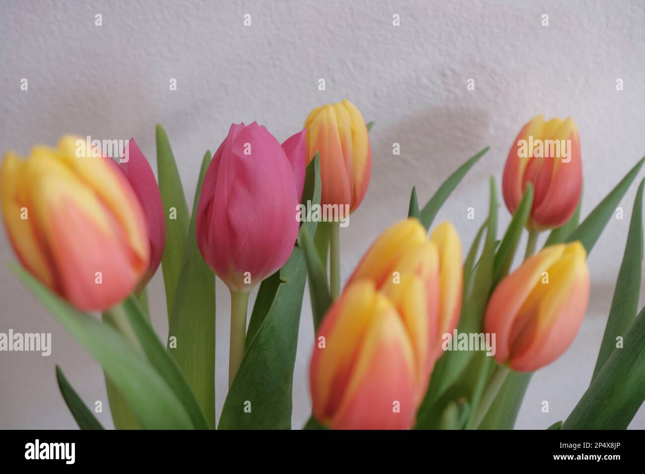 bouquet of pink and yellow tulips closeup across white background ...