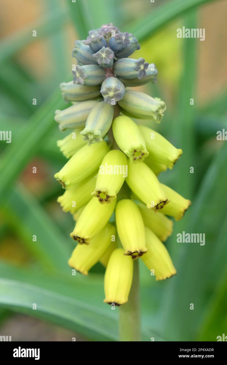 Muscari macrocarpum 'Golden Fragrance' in flower. Stock Photo