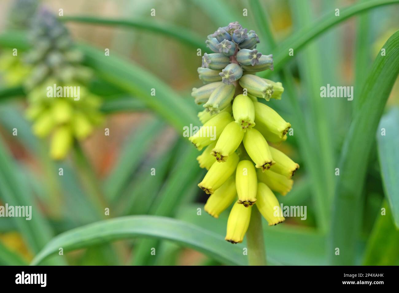 Muscari macrocarpum 'Golden Fragrance' in flower. Stock Photo