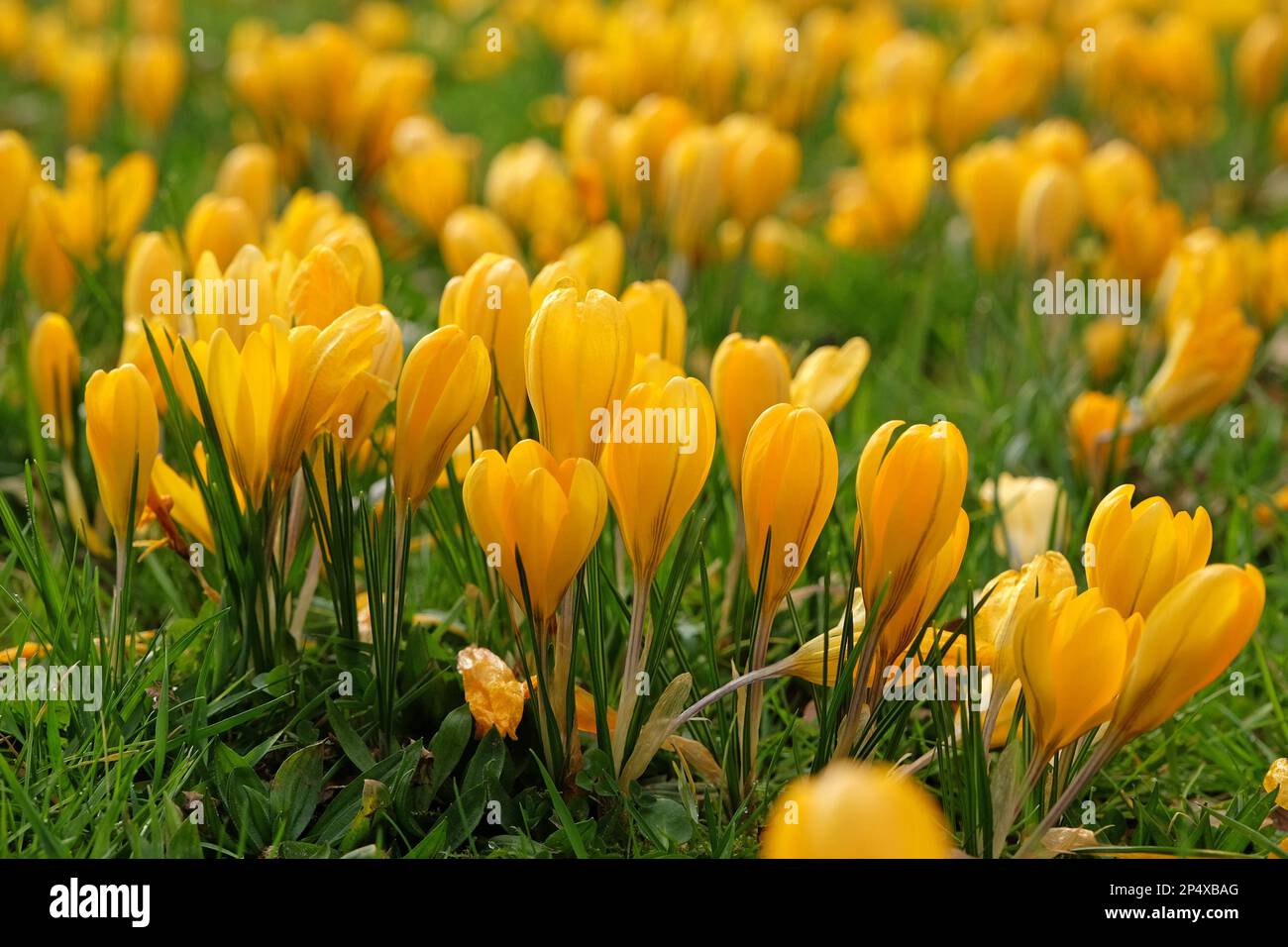 Crocus vernus 'Yellow'  in flower. Stock Photo