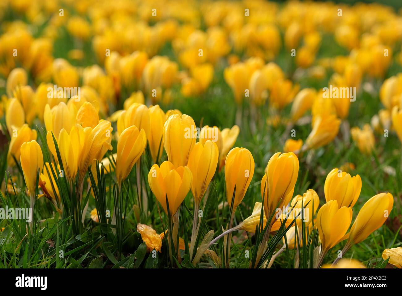 Crocus vernus 'Yellow'  in flower. Stock Photo