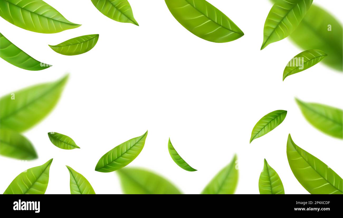 Realistic green tea leaves in motion Stock Vector Image & Art - Alamy