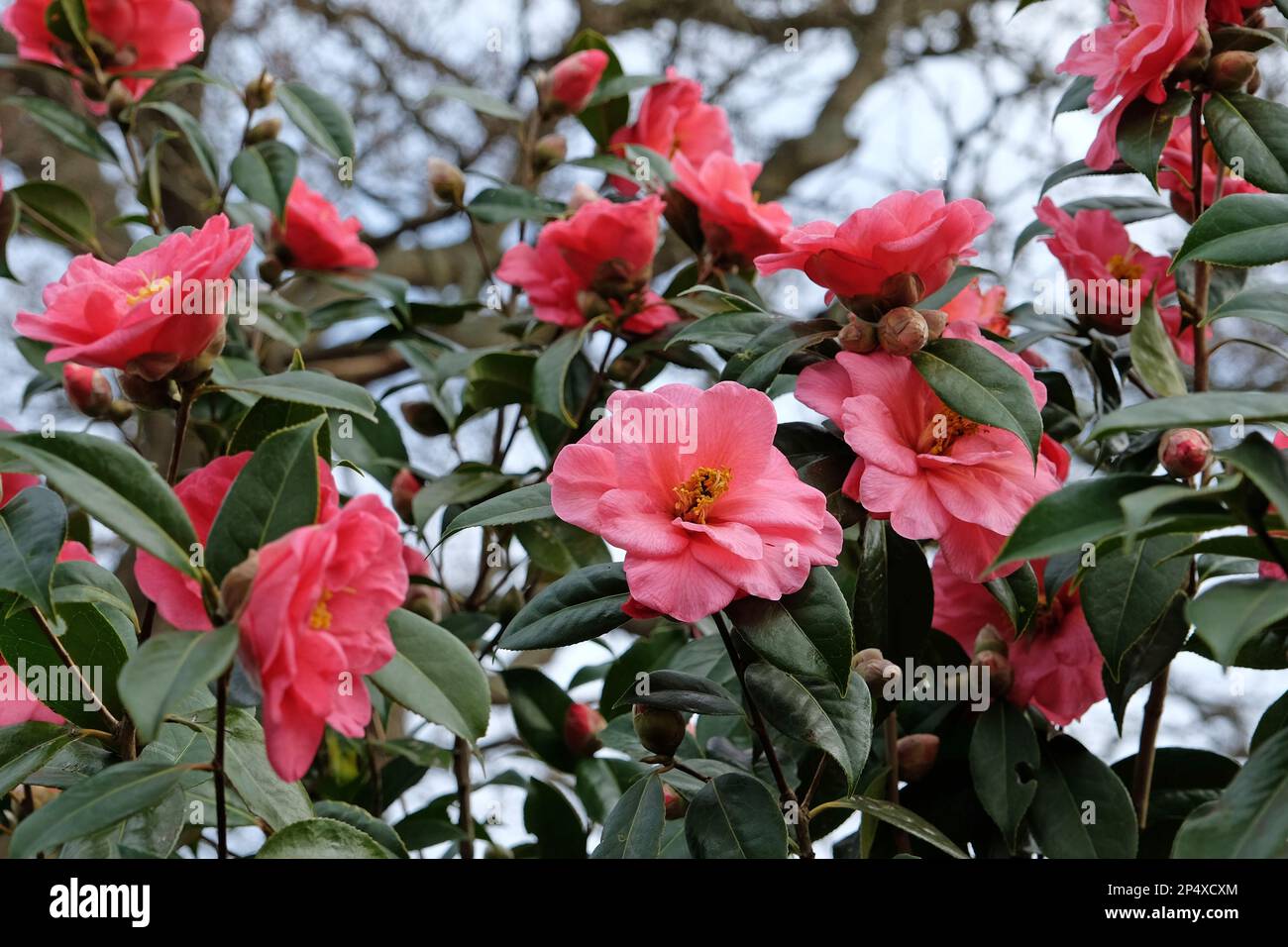 Double Camellia japonica  in flower. Stock Photo