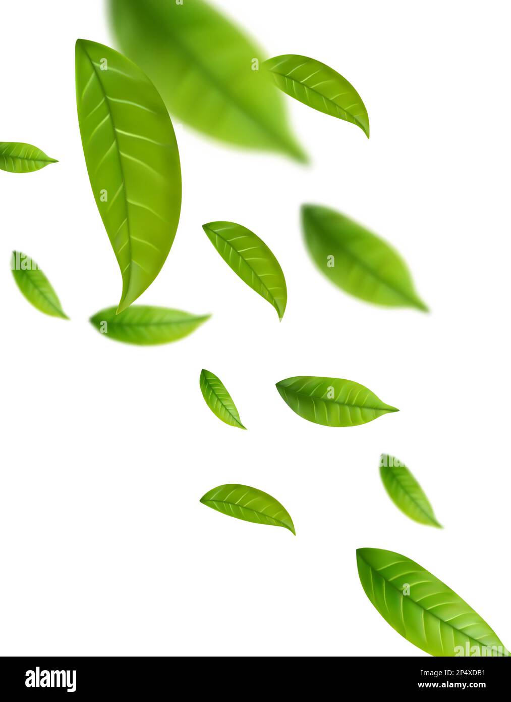 Realistic green tea leaves in motion Stock Vector Image & Art Alamy