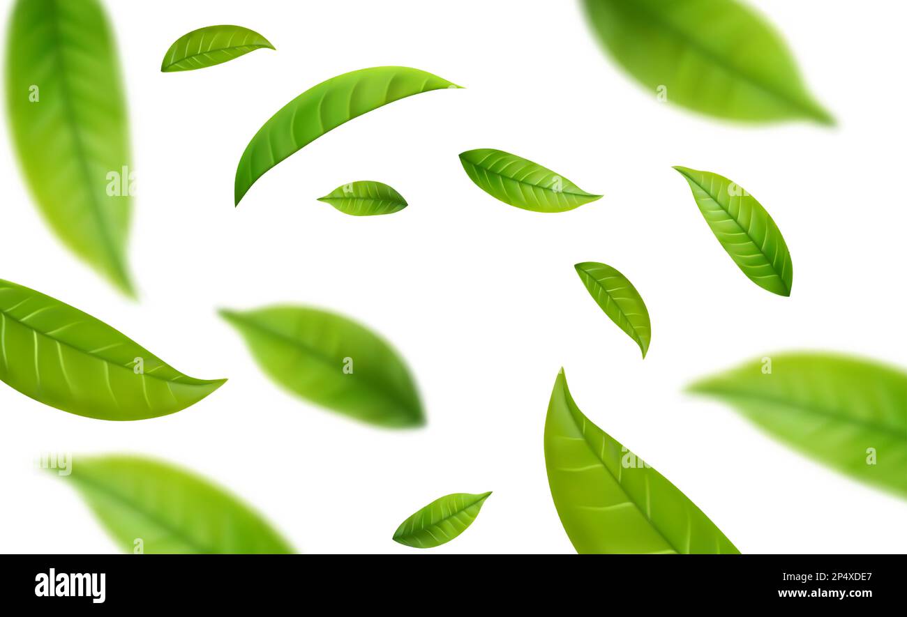 Realistic green tea leaves in motion Stock Vector Image & Art - Alamy