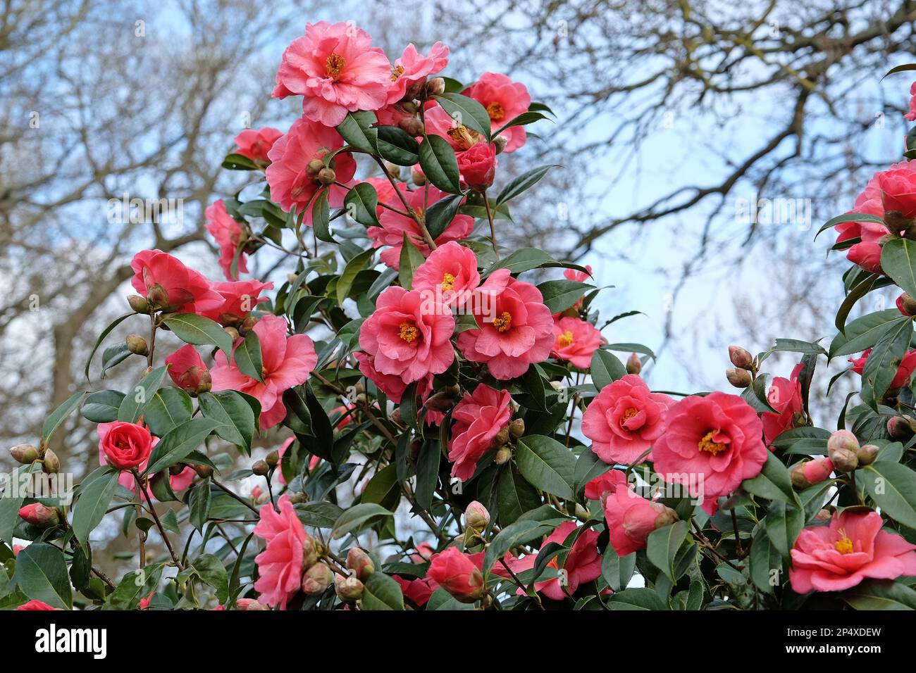 Double Camellia japonica  in flower. Stock Photo