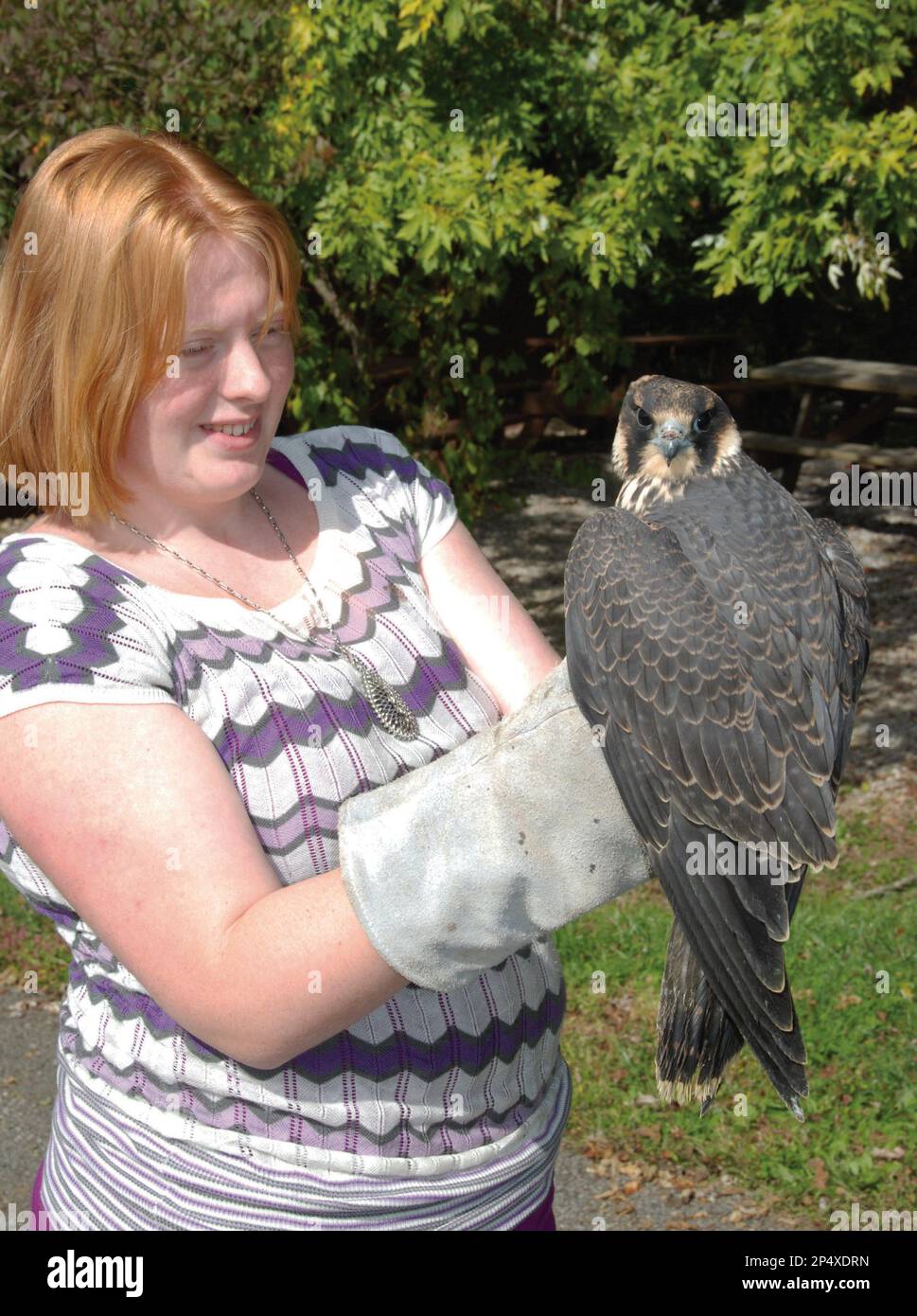 Handling Raptors In this undated photo, a student handler at the Southwestern Raptor ...